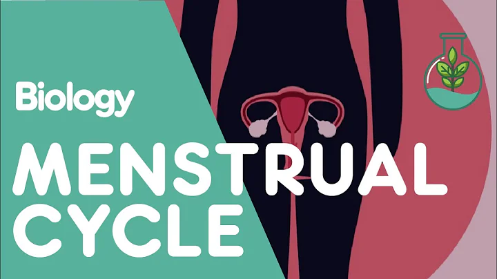 What Is The Menstrual Cycle? | Physiology | Biology | FuseSchool - DayDayNews