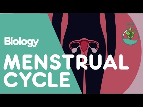 Video: The menstrual cycle