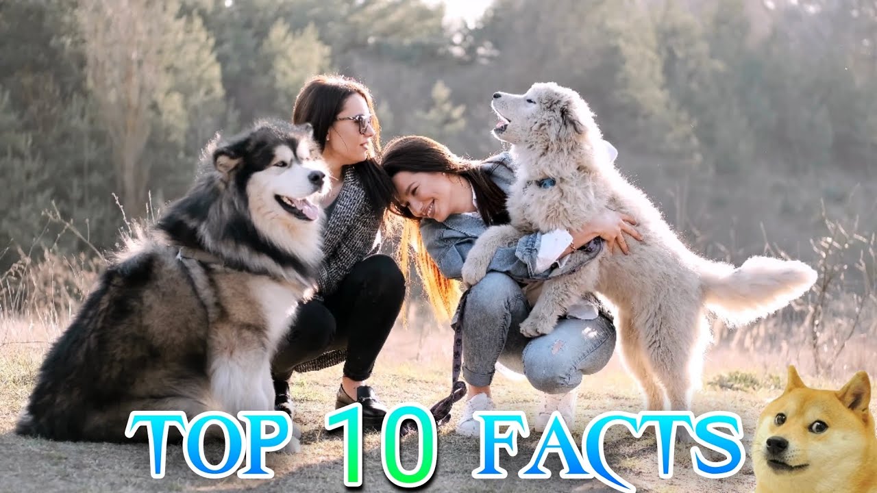Top 10 Fascinating Facts About Dogs dog facts ππΆπ YouTube Top 10 Fascinating Facts About Dogs dog facts ππΆπ YouTube
