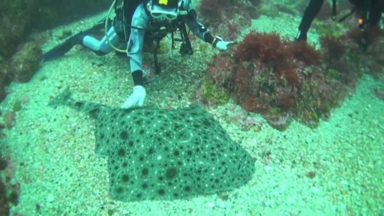 夏の海水浴はエイの毒針に注意 刺されたときの対処法とエイの驚くべき知能をご紹介 あそトピ あそっぱ