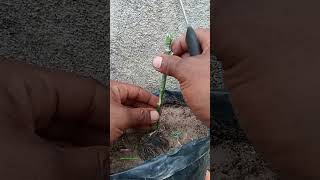cara paling mudah sambung pucuk mangga #shortvideo
