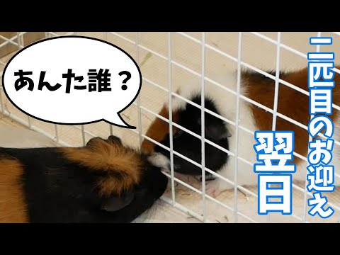 いろいろ不安😟 モルモット2匹目のお迎え…の翌日 初心者飼育【レックスモルモット】飼育11
