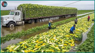 Harvest 2026 Is In  Swing  Thousands Of Tons Of Fruits And Vegetables Picked Every Hour