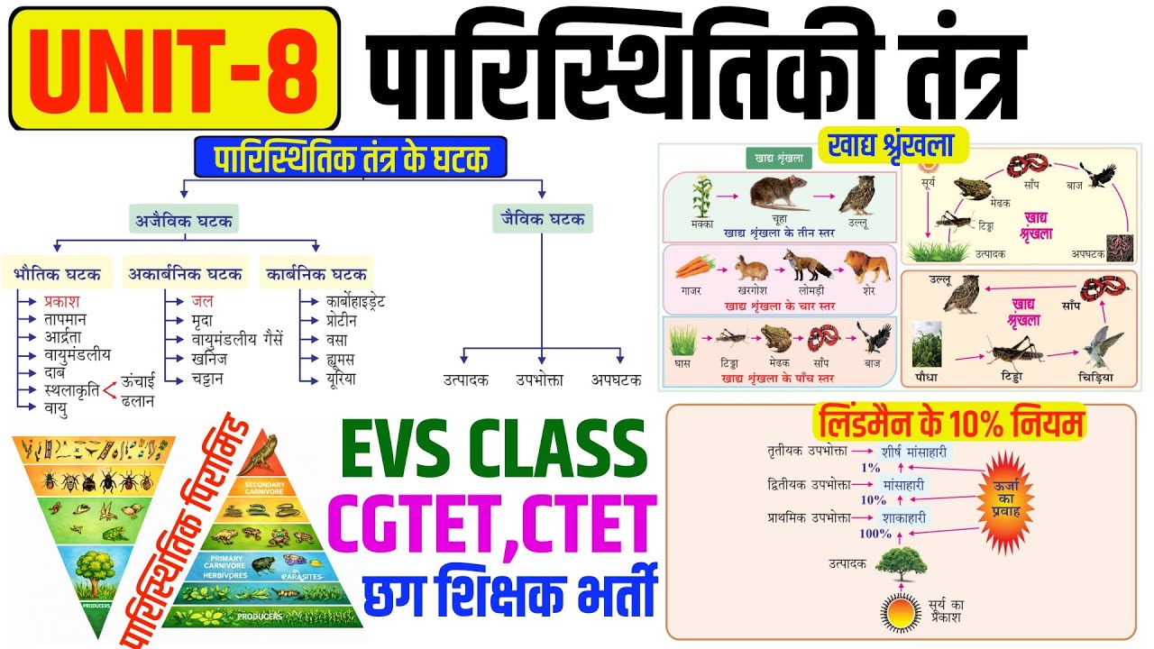 पारिस्थितिक तंत्र (Ecosystem) | खाद्य श्रृंखला और खाद्य जाल | पारिस्थितिक पिरामिड | CTET, CGTET |