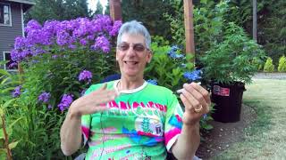 Wedding Cake Weed Strain Review