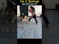 Dogs happy daily life #funny #funnyprank #football #funnymoments #silly #comedy #funny