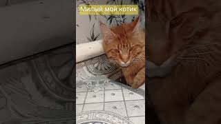 Милый мой котик 💕😻