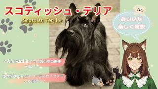 【スコティッシュ・テリア】数百年の混乱を超えて生まれたスコットランド最古の迷宮テリア!!その意外な歴史や豆知識に飼い方のポイントまで、まるごと解説♪#犬 #スコティッシュテリア #小型犬 #わんこラボ