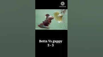 பைட்டர் Betta vs கப்பி guppy originalcomparison #aquavibe#aquarium#google#tamil#shorts#youtubeshort