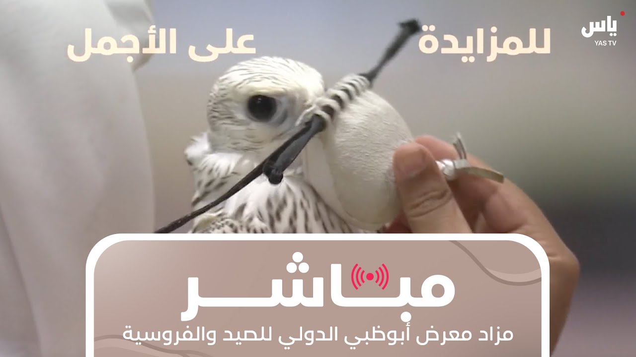 مزاد الصقور - معرض أبوظبي الدولي للصيد والفروسية 2025 - 23 أغسطس