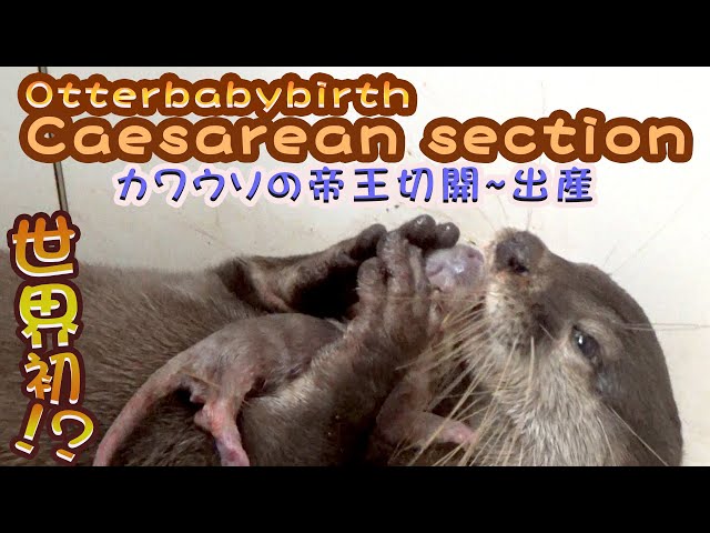 babythree400% 第2世代カワウソ sddefault.jpg