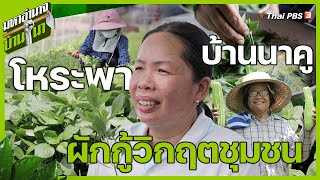 โหระพาบ้านนาคู ผักกู้วิกฤตชุมชน | มหาอำนาจบ้านนา