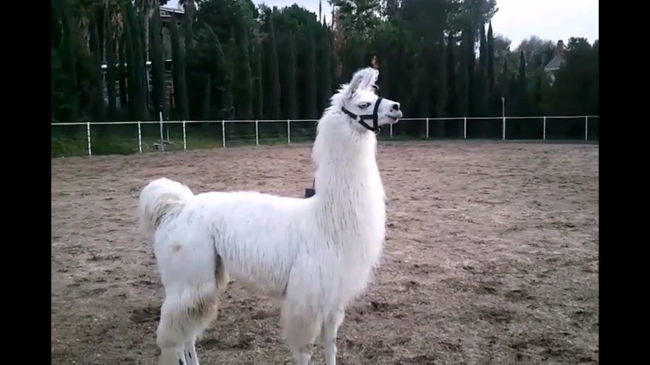 What Does Llama Say YouTube what-does-llama-say-youtube