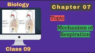 7 bioenergetic-9th class biology by ...