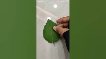 Write on leaf🍃🍀✨#calligraphy #art #shorts #leafart #arabiccalligraphy#arabicart