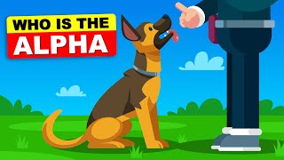 10 Signs Your Dog Considers You The Alpha