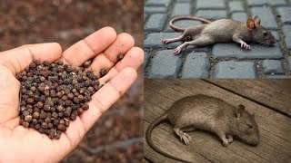 Magic Ingredient | How To Kill Rats Within 10 Minutes || Home Remedy || Magic Ingredient | Mr. Maker