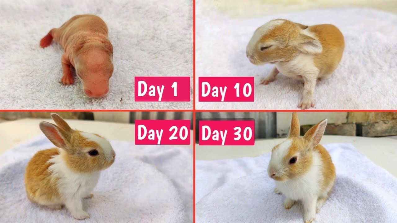 Rabbit Baby Vs 1 Month Adult Size Comparison | Baby Rabbit Growth 1 Day To 30 Days