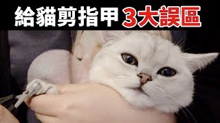 給貓剪指甲剪到合理長度就夠了嗎90%的鏟屎官可能都做錯了 How to Cut Cat's Nails