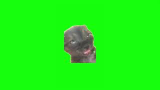 Club Cat Green Screen