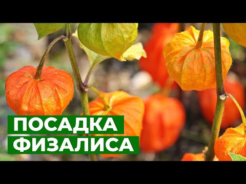 ПЕРЕЕЗД ФИЗАЛИСА НА ПОСТОЯННОЕ МЕСТО | Высадка рассады физалиса в открытый грунт