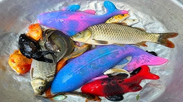 Kem Chanel lái công nông bắt cá trong chum có cá chép, cá vàng, cá trê, thỏ trắng, con ếch, con rùa