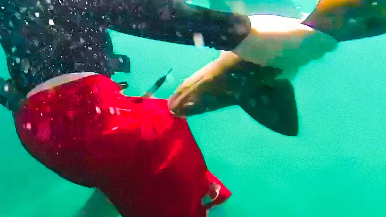 Shark Close Call Scary Encounter With Sharks YouTube