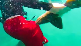 Shark Close Call | Scary Encounter With Sharks