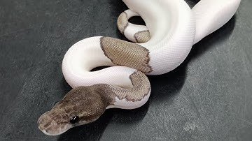 Axanthic Pied clutch 😲 ball pythons!