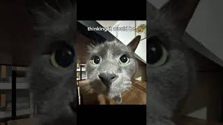 Larry Trap 😈😈... #memes #cat