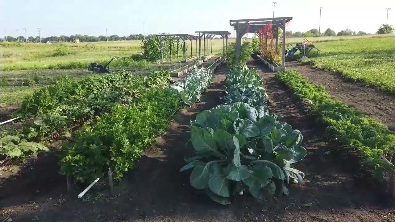 Mittleider garden tour and Q and A on July 1, 2023 in Kidder Missouri