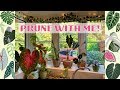 Plant Maintenance Chat! Pruning, Watering & Bugs! 🌿🐞