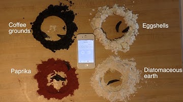 Comparing slug control methods: Coffee, Eggshells, Paprika, Diatomaceous earth