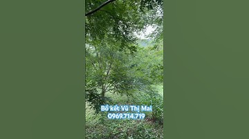 Vườn cây bồ kết ghép 3 năm tuổi #câygiốngbồkết