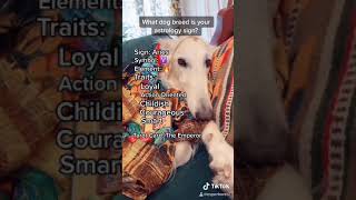 TIKTOK COMPILATION - What Dog Breed is Your Astrology Sign! by Jacob Chattman 4,196 views 3 years ago 2 minutes, 12 seconds