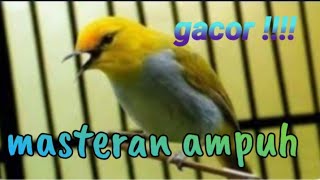 pleci walacea gacor ngeroll panjang #burung