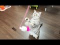 お友達からもらったおもちゃに大興奮の猫