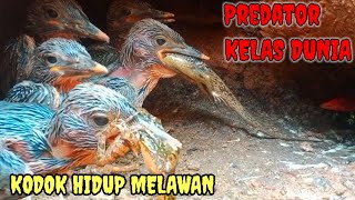 PREDATOR KELAS DUNIA‼️MAKIN BESAR MAKIN GILA CARA MAKANNYA