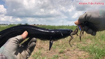 Câu cá lóc Tân Phú Đông Tập #77mương sả lên con cá lóc đen thui/khiemtranfishing