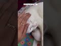 शेवटी एक आई ती आई असते..!!❤️🫶🏻🧿#viralvideo #meow #meowslovers #viral #trendingshorts #viralshorts