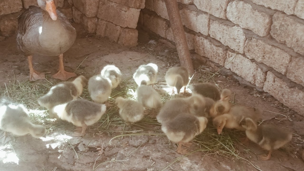 فقس بيض الوز وعدد البيض الوش التاني واخر بيضتين كنت هرميهم لكن  قدر الله وماشاء فعل الحمد لله على كل