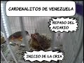 CARDENALITOS DE VENEZUELA... INICIACIÓN DE LA CRÍA Y REPASO DEL AVIARIO