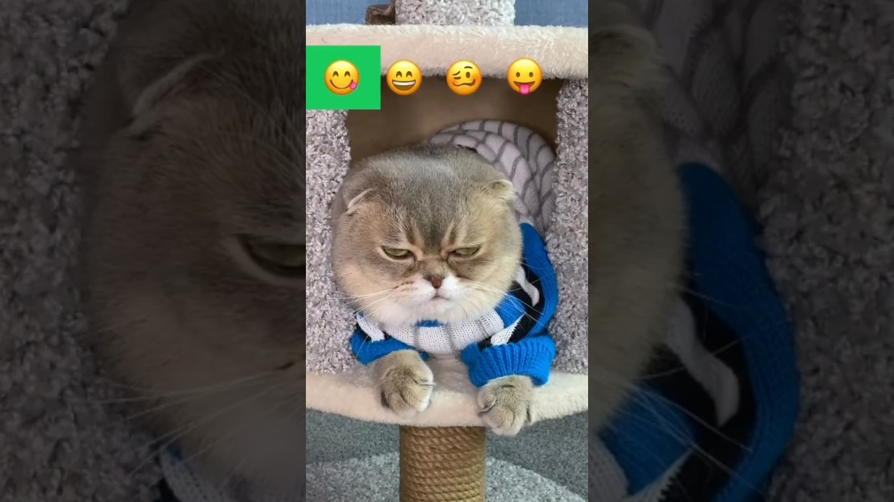 funny cat compilation videos – funny cat tiktok – afv #cat #viral #funny #trending #animals #shorts