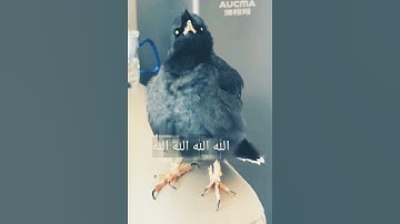 "ختام يملأ القلوب سكينه | تلاوة خاشعه من سوره الصافات وتأثر الطائر"