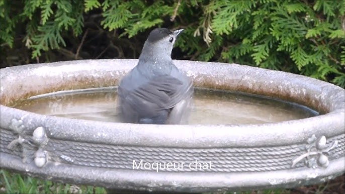 Mettez des cailloux dans un bain d'oiseaux - Jardinier paresseux