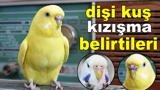 Dişi Muhabbet Kuşu Kızışma Belirtileri