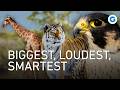 Nature S Record Breakers Giants Hunters And Super Survivors Full Documentary 