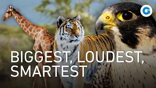 Thumbnail for Nature’s Record Breakers: Giants, Hunters, and Super Survivors | Full Documentary