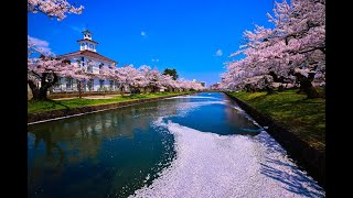 8K HDR 山形 鶴岡城の桜 Yamagata,Sakura at Tsuruoka Castle