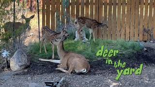 Deer in the Yard in 106F weather (41C)